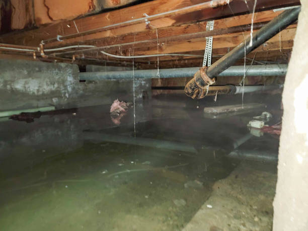 Best Basement water damage restoration  in Okeechobee, FL