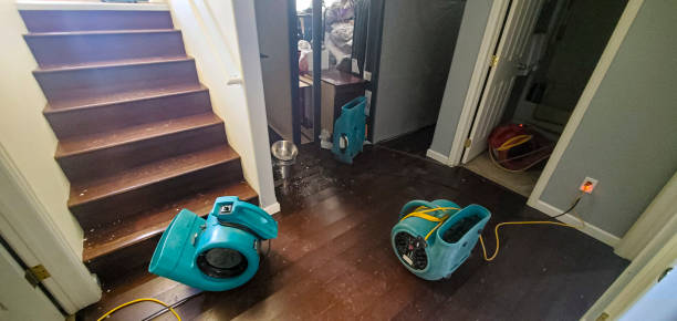 Best Water damage cleanup near me  in Okeechobee, FL