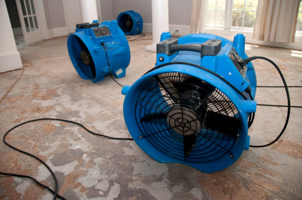 Best Carpet water damage restoration  in Okeechobee, FL
